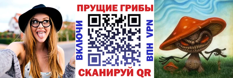 Галлюциногенные грибы Psilocybe  Зеленоградск 